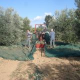 Telo agevolatore  Raccogli olive capponi